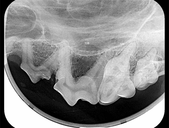 Dog Dental Xray