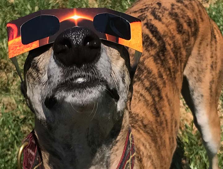 $City pet boarding